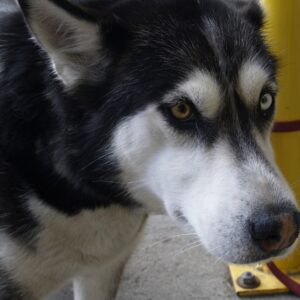 husky dogs for sale