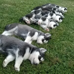 husky puppies near me