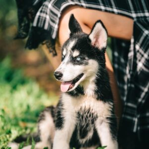 husky puppies with delivery