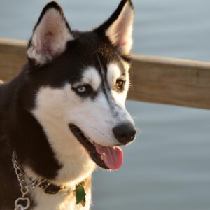siberian husky near me