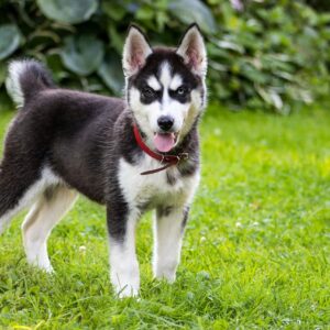 siberian husky puppies for sale