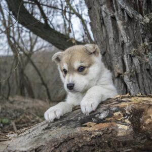 husky puppies for sale,